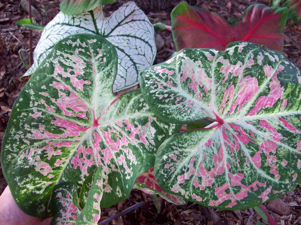 Photo of Fancy-leaf Caladium (Caladium 'Pink Cloud') uploaded by Mangogirl
