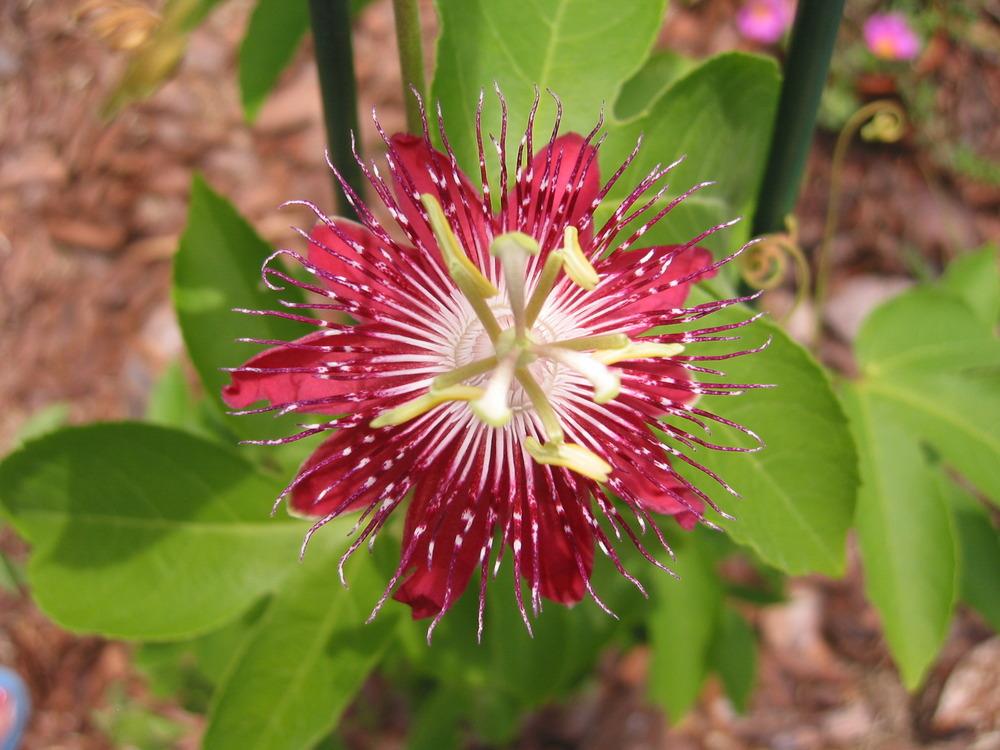 Photo of Passion Flower (Passiflora 'Lady Margaret') uploaded by Mangogirl