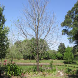 Location: Jacksonville, Florida
Date: 2012-04-11
Just waking up from winter.  A few new leaves (see left side of p