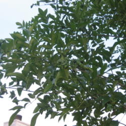 Location: Jacksonville, Florida
Date: 2006-05-23
Leaf curl due to ash plant bug, Tropidostepptes amoenus. The nymp