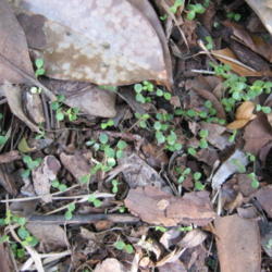 Location: Jacksonville, Florida
Date: 2011-02-27
The endless headache of Elm Seedlings.  Thousands and thousands e
