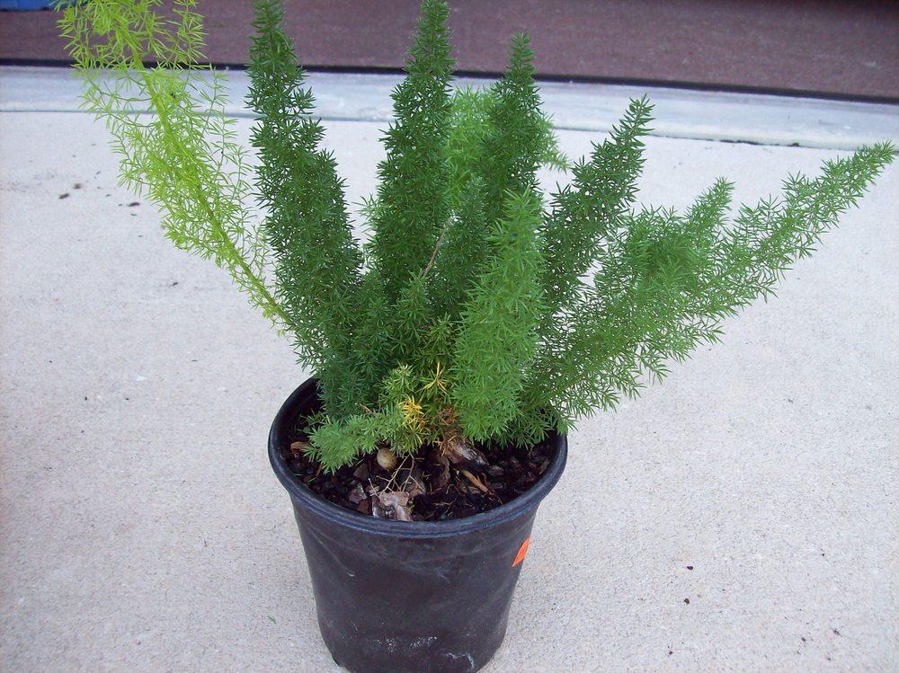 Photo of Foxtail Fern (Asparagus densiflorus 'Myers') uploaded by Mangogirl