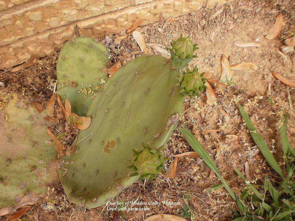 Photo of Eastern Prickly Pear (Opuntia humifusa var. humifusa) uploaded by SongofJoy