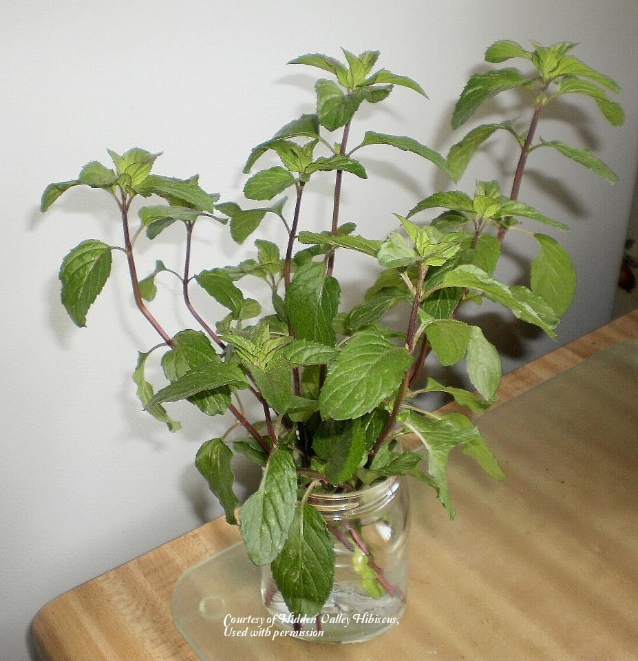Photo of Chocolate Mint (Mentha x piperita 'Chocolate') uploaded by SongofJoy
