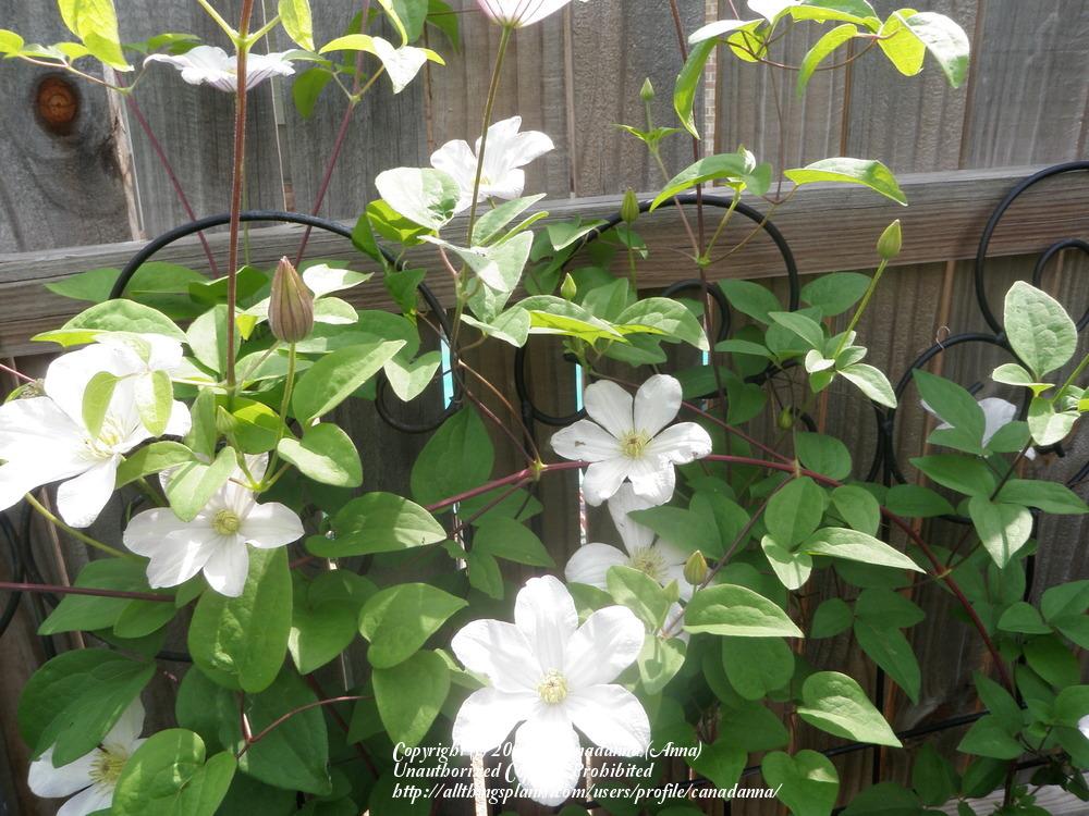 Photo of Clematis (Clematis viticella 'Huldine') uploaded by canadanna