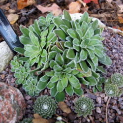 Location: Wisconsin
Date: 2011-10-15
Zone 4 Wisconsin (a few sempervivium showing on bottom of picture