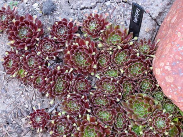 Photo of Hen and Chicks (Sempervivum 'Ford's Spring') uploaded by goldfinch4