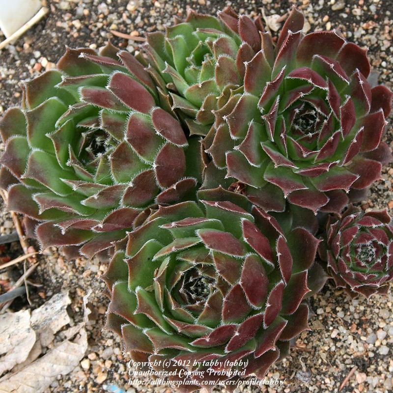 Photo of Hen and Chicks (Sempervivum 'Sioux') uploaded by tabby