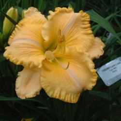 
Date: 2004-07-28
Photo Courtesy of Nova Scotia Daylilies Used with Permission