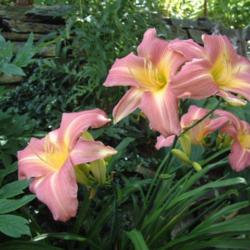 
Date: 2001-08-01
Photo Courtesy of Nova Scotia Daylilies Used with Permission