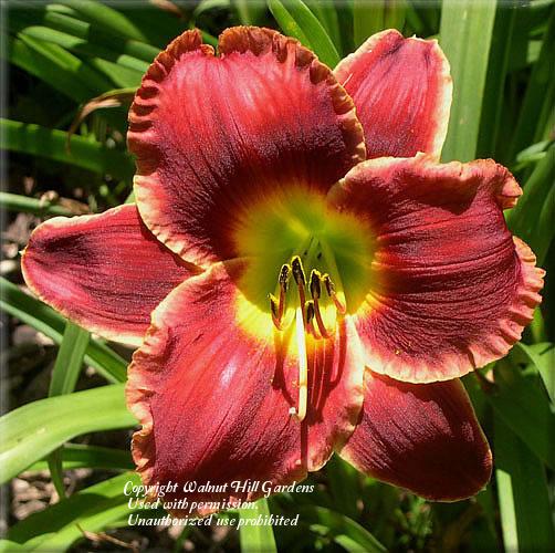 Photo of Daylily (Hemerocallis 'Roses in Snow') uploaded by vic