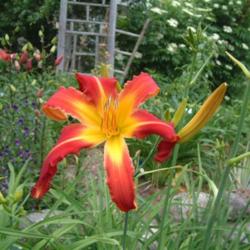 
Date: 2008-07-10
Photo Courtesy of Nova Scotia Daylilies Used with Permission