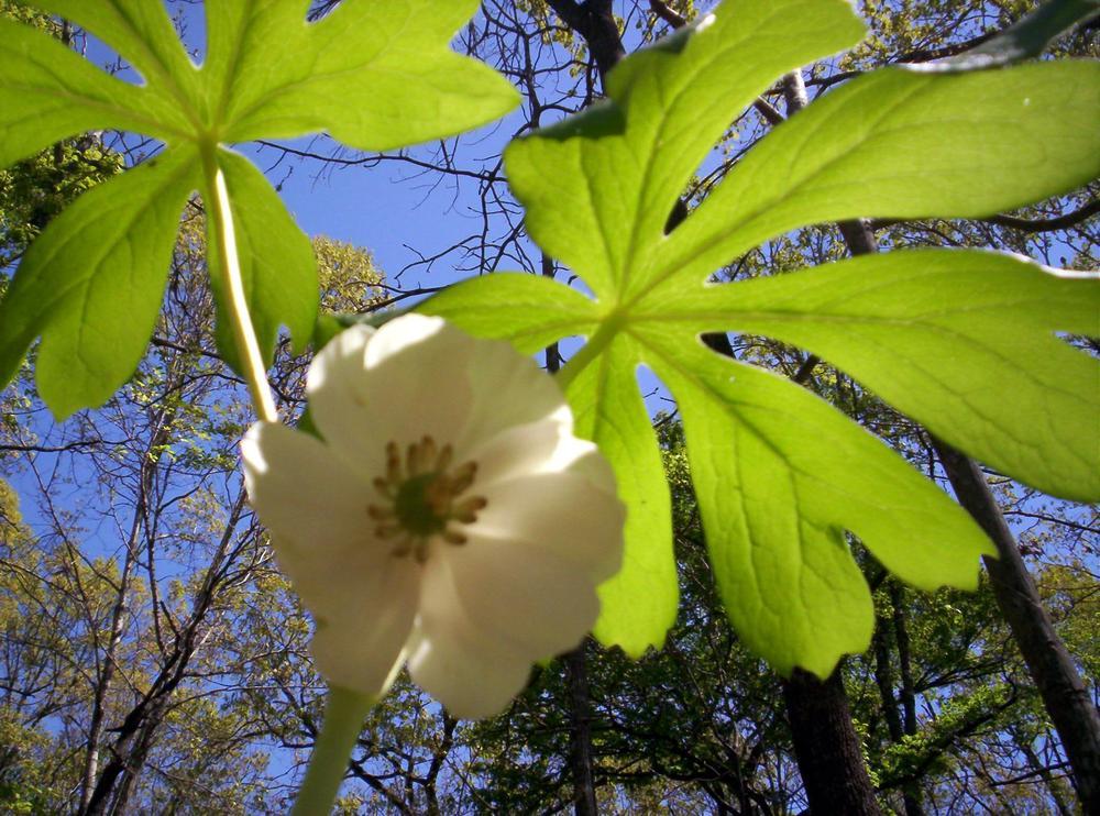 Photo of Mayapple (Podophyllum peltatum) uploaded by wildflowers