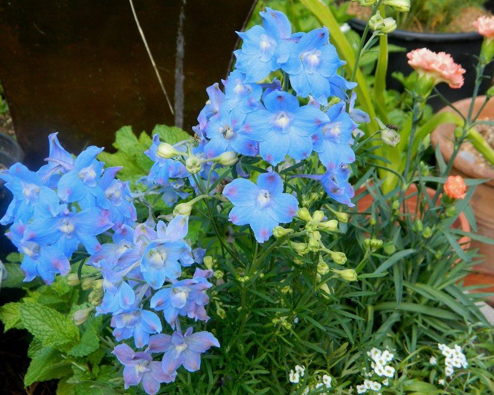 Photo of Chinese Delphinium (Delphinium grandiflorum 'Summer Blues') uploaded by wildflowers