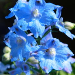 Location: Northeastern, Texas
Date: 2012-04-05
A lovely larkspur with a long lasting bloom