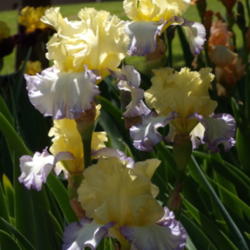 Location: My garden in Bakersfield, CA
Date: April 16, 2012