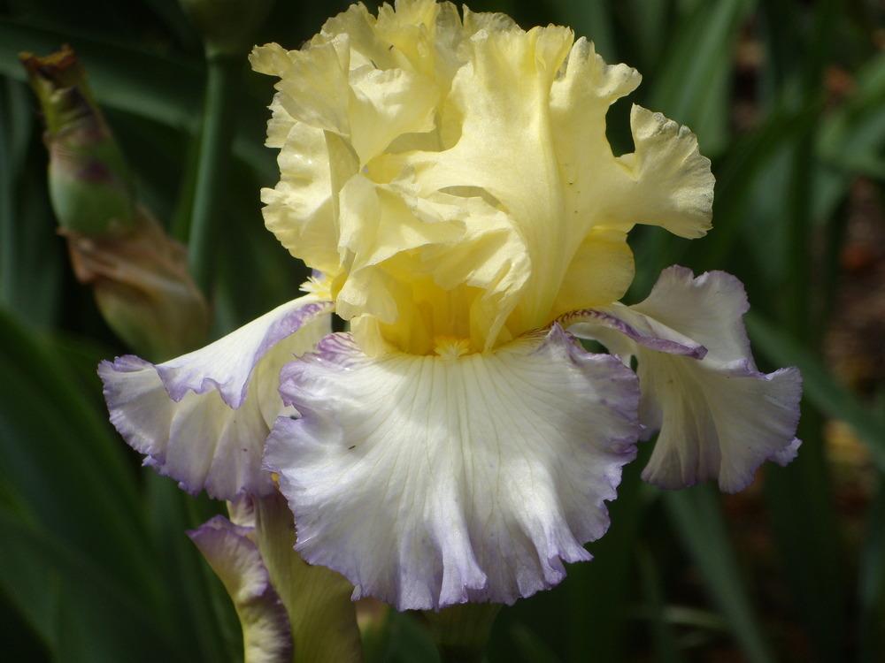 Photo of Tall Bearded Iris (Iris 'Boundless') uploaded by Betja