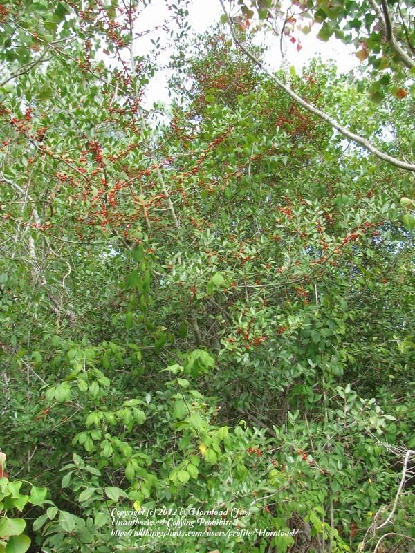 Photo of Yaupon Holly (Ilex vomitoria) uploaded by Horntoad