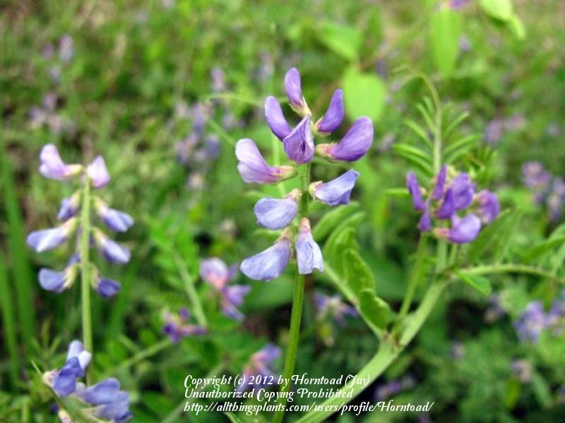 Photo of Deer Pea Vetch (Vicia ludoviciana) uploaded by Horntoad