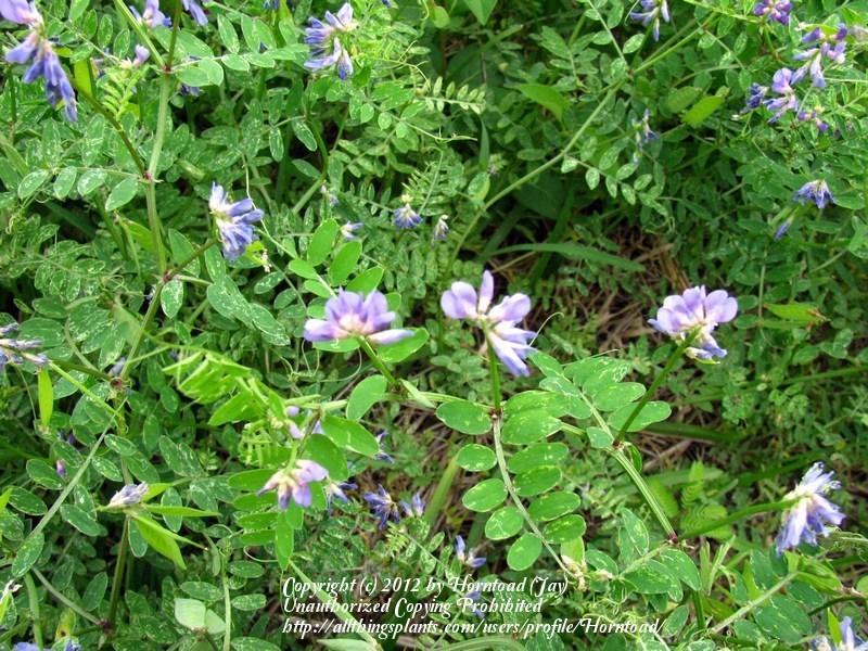 Photo of Deer Pea Vetch (Vicia ludoviciana) uploaded by Horntoad