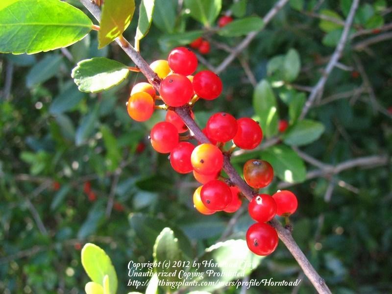 Photo of Yaupon Holly (Ilex vomitoria) uploaded by Horntoad