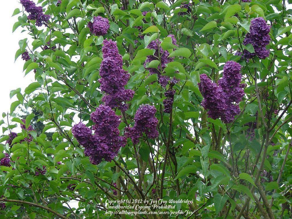 Photo of Common Lilac (Syringa vulgaris) uploaded by Joy