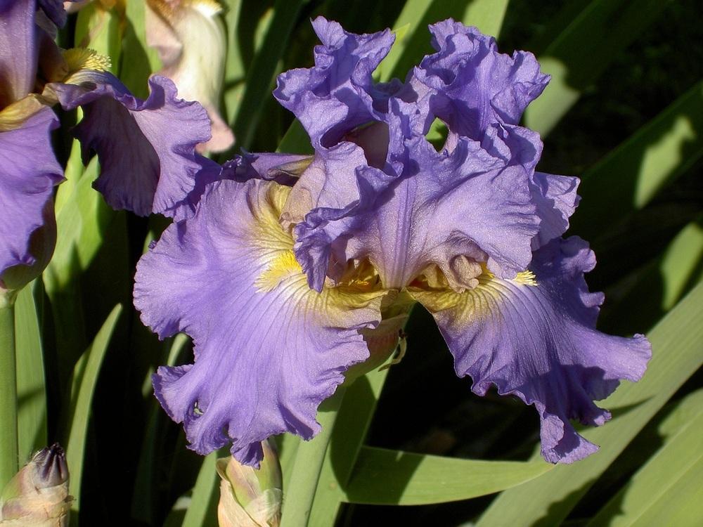 Photo of Tall Bearded Iris (Iris 'Juke Box Hero') uploaded by Muddymitts