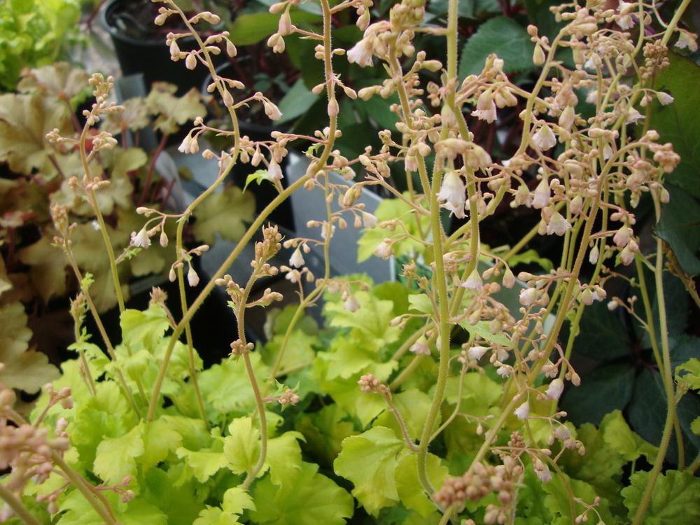 Photo of Coral Bells (Heuchera Dolce® Key Lime Pie) uploaded by Paul2032