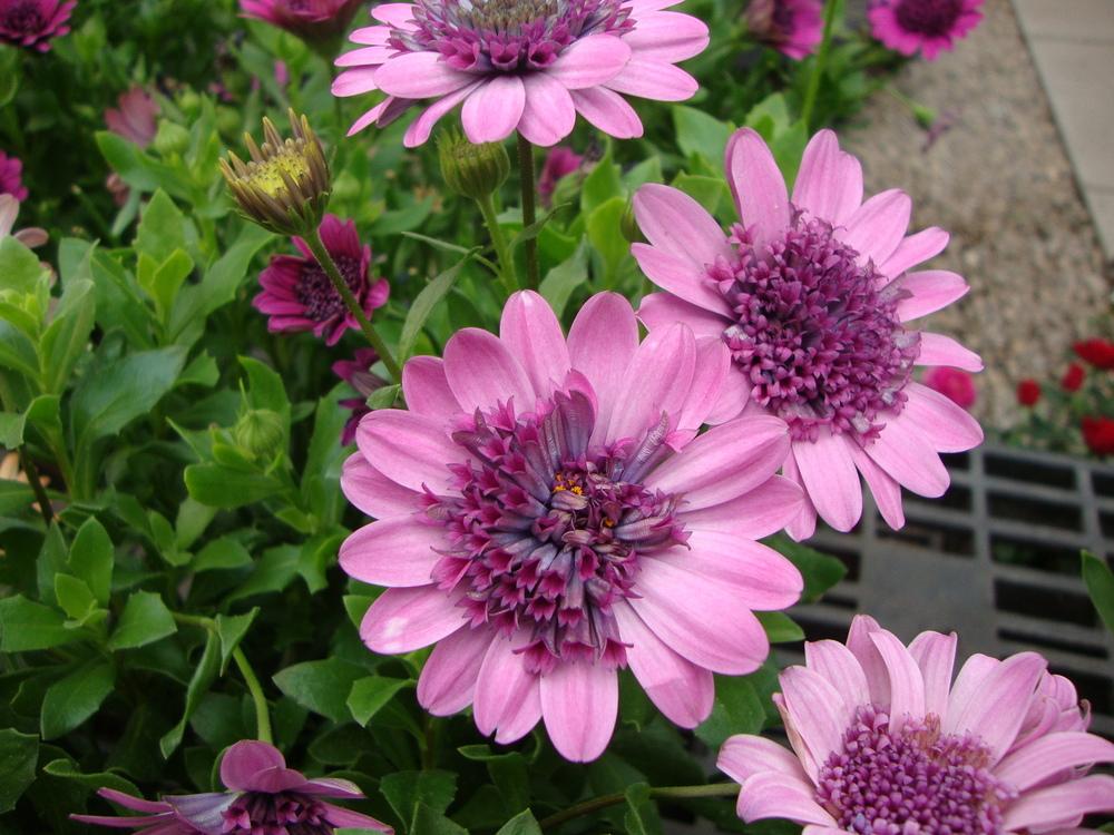 Photo of African Daisy (Osteospermum ecklonis 3D™ Pink) uploaded by Paul2032