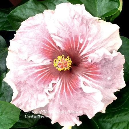 Photo of Tropical Hibiscus (Hibiscus rosa-sinensis 'Me-Oh My-Oh') uploaded by SongofJoy