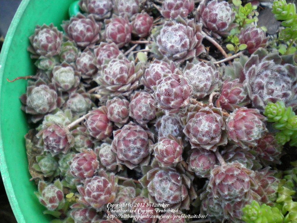 Photo of Hen and Chicks (Sempervivum 'Silver Thaw') uploaded by twitcher