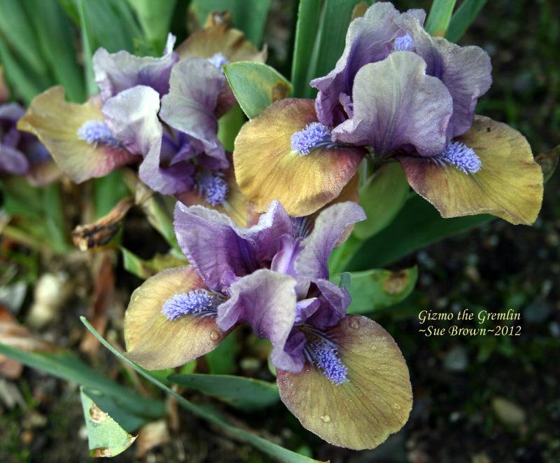 Photo of Standard Dwarf Bearded Iris (Iris 'Gizmo the Gremlin') uploaded by Calif_Sue