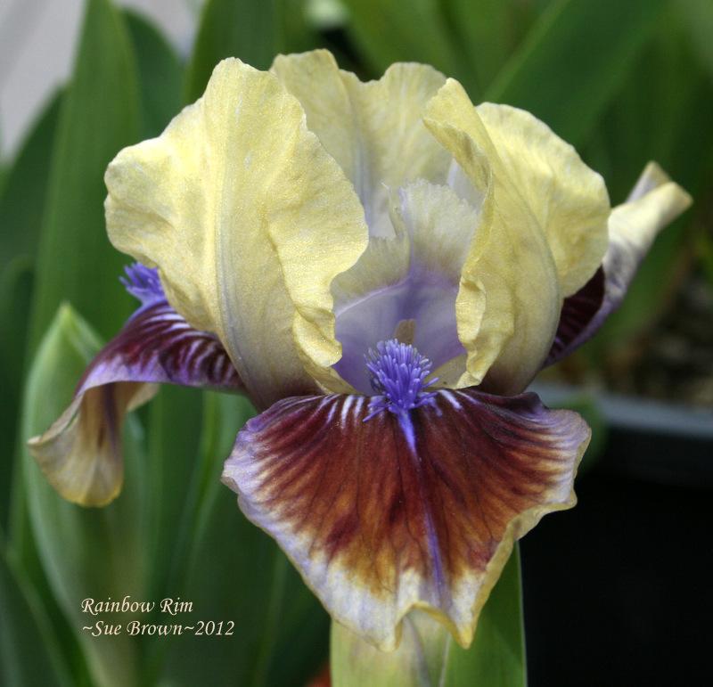 Photo of Standard Dwarf Bearded Iris (Iris 'Rainbow Rim') uploaded by Calif_Sue