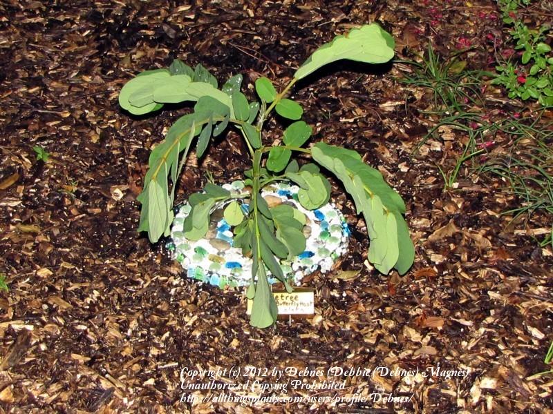 Photo of Candletree (Senna alata) uploaded by Debnes
