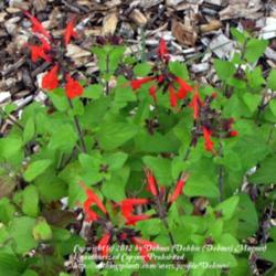 Location: LVMG Watauga TX
Date: 2011-10-10
Bright red blooms!