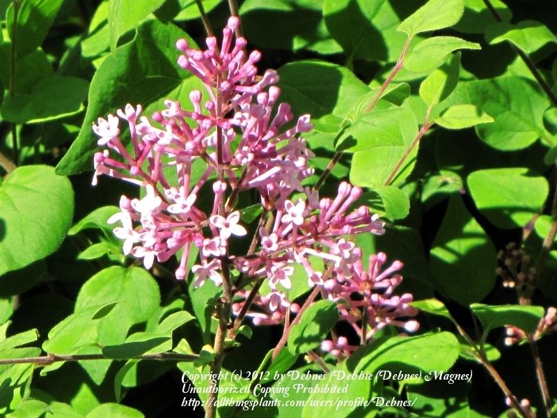 Photo of Dwarf Lilac (Syringa Josee™) uploaded by Debnes