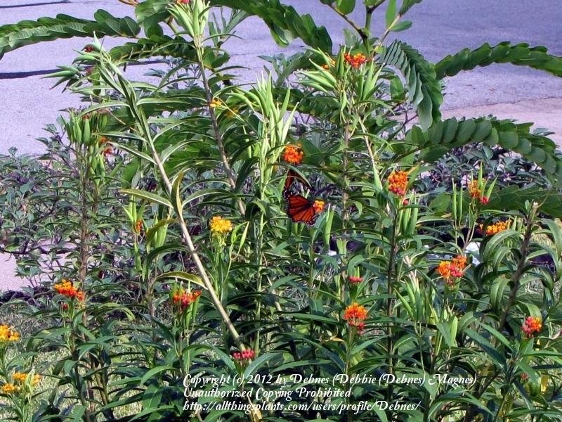 Photo of Tropical Milkweed (Asclepias curassavica) uploaded by Debnes