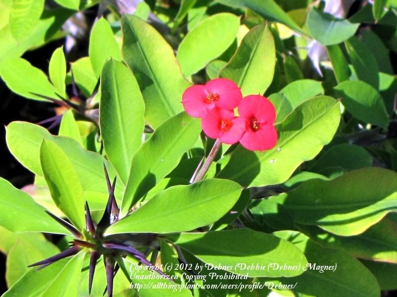 Photo of Crown of Thorns (Euphorbia milii) uploaded by Debnes
