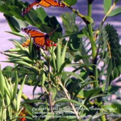 Location: My front yard N. Watauga TX
Date: 2011-10-11
Host for Monarchs & Queen Butterflies