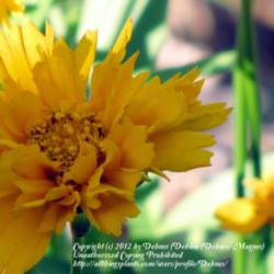 Location: LVMG Watauga TX
Date: 2012-04-04
This coreopsis has a fluted double layer of petals