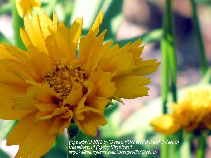 Photo of Bigflower Coreopsis (Coreopsis 'Early Sunrise') uploaded by Debnes