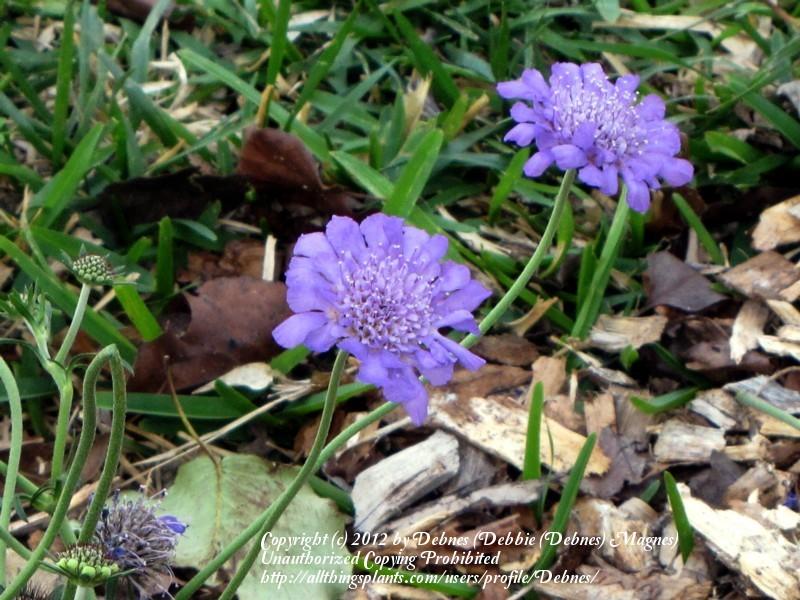 Photo of Pincushion Flower (Scabiosa columbaria 'Butterfly Blue') uploaded by Debnes