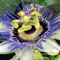 Location: Lisa Veitenheimer Memorial Garden
Date: 2011-10-10
Brilliant colors, and fragrance
