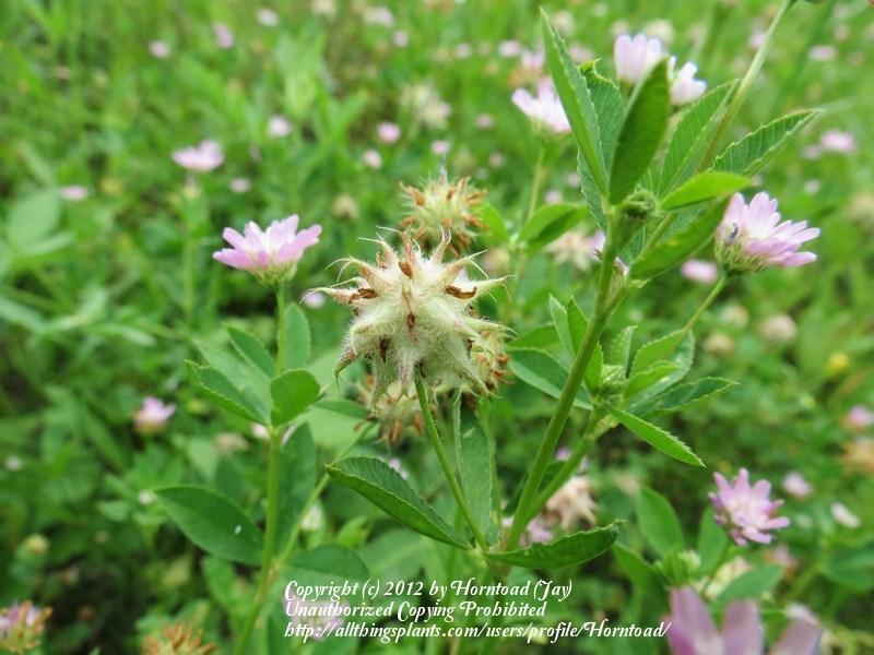 Photo of Persian Clover (Trifolium resupinatum) uploaded by Horntoad
