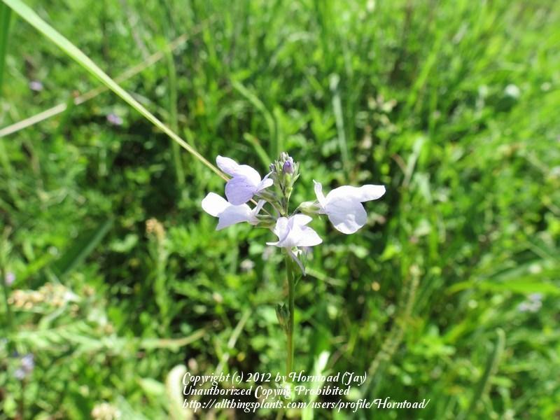 Photo of Blue Toadflax (Nuttallanthus canadensis) uploaded by Horntoad