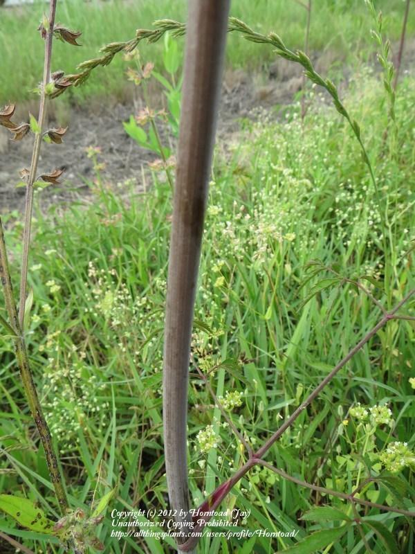 Photo of Water-Hemlock (Cicuta maculata) uploaded by Horntoad