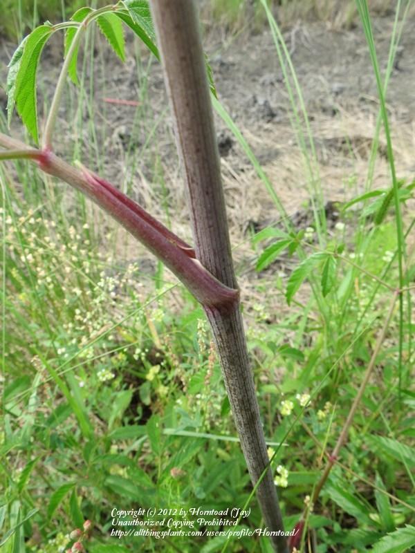 Photo of Water-Hemlock (Cicuta maculata) uploaded by Horntoad