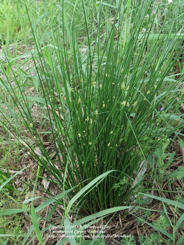 Photo of Common Rush (Juncus effusus) uploaded by Horntoad