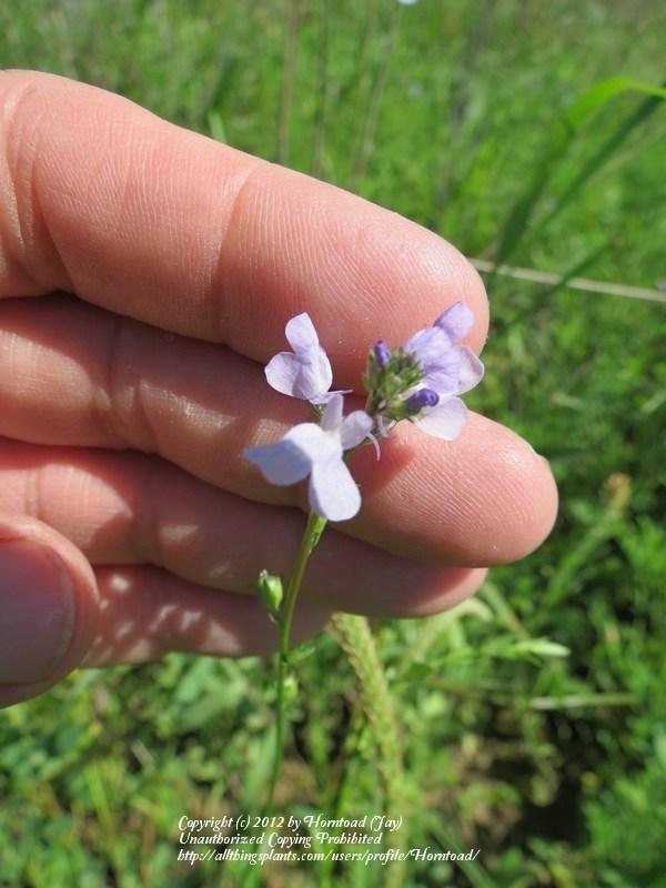 Photo of Blue Toadflax (Nuttallanthus canadensis) uploaded by Horntoad