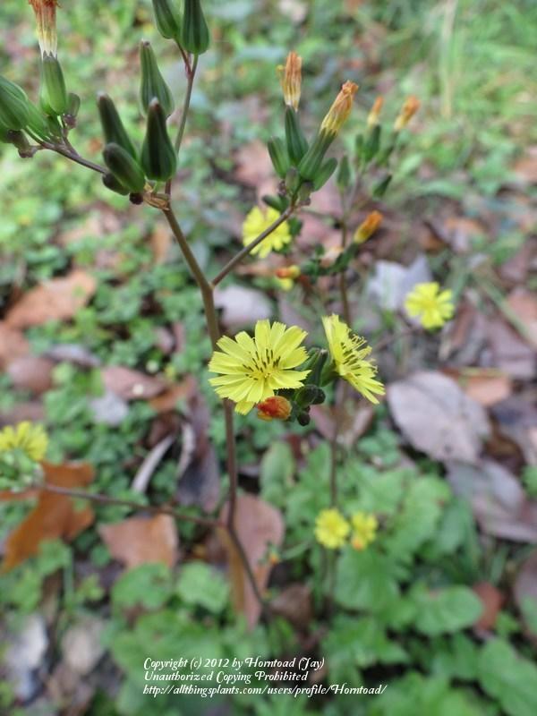 Photo of Asiatic False Hawksbeard (Youngia japonica) uploaded by Horntoad
